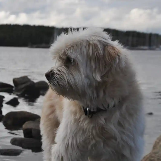 Planning a Weekend Getaway in Sweden with Your Dog? Here’s Where to Go!